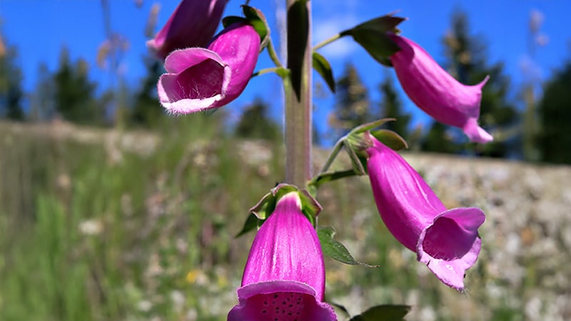 پنج پیام مهم از آزمایش DIGIT-HF: بررسی ایمنی و اثربخشی دیگوکسین در نارسایی قلبی