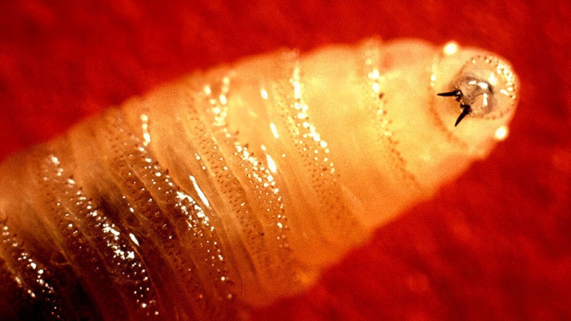 A Screwworm Primer for Clinical Practice: شناخت و پیشگیری از کرم‌میده در مراقبت‌های بالینی